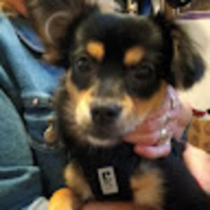 Meet your Posher, Cory